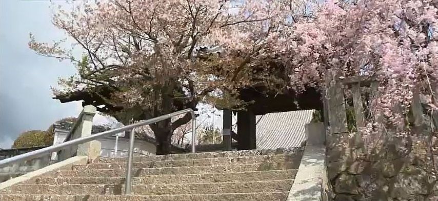 参拝者の目を楽しませてくれる山門のしだれ桜