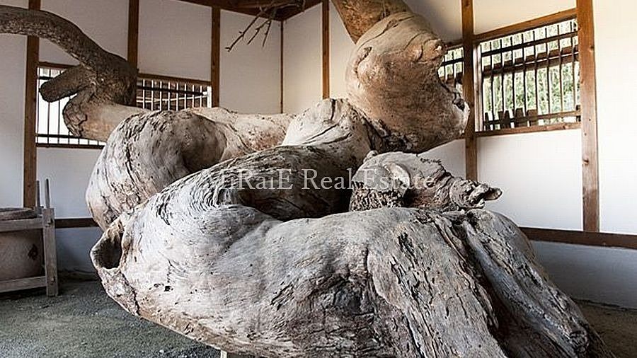 駒の蹄と投げ松（こまのつめとなげまつ）私の住む街「加古川」の紹介です