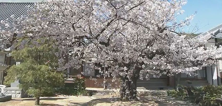 参道を抜けると、本堂の前の大きな桜の木、ソメイヨシノ