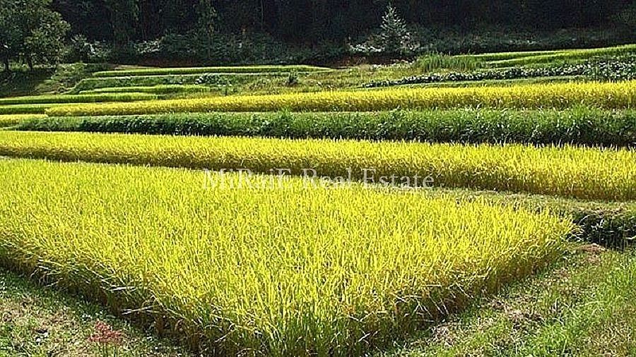 雑郷の棚田（ぞうごうのたなだ）私の住む街「加古川」の紹介です