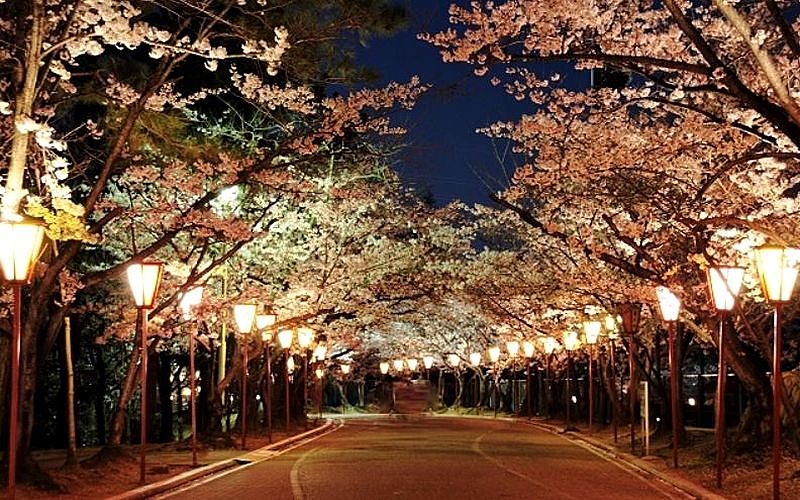 日岡山公園の1000本桜「ぼんぼり点灯」の日程