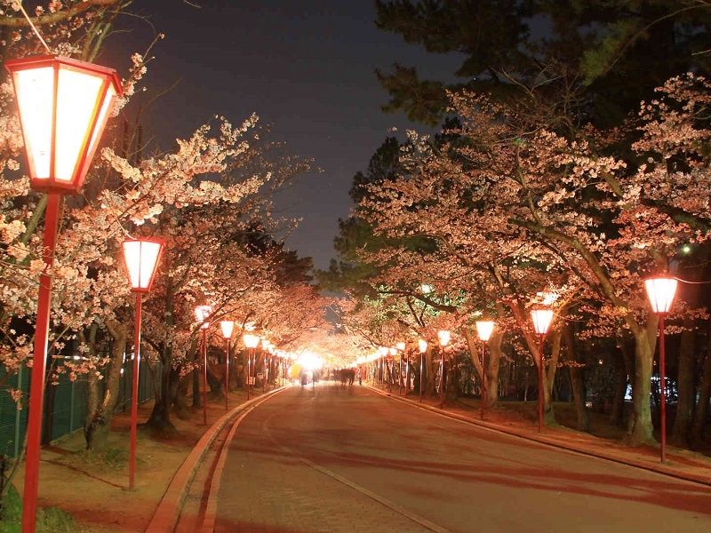 加古川市の桜の名所 日岡山公園の「ぼんぼり」ライトアップが始まっています！