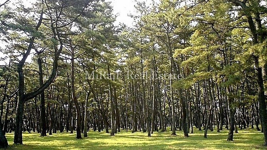 浜の宮公園・浜宮天神社（はまのみやこうえん・はまのみやてんじんしゃ）私が住む街「加古川」の紹介です