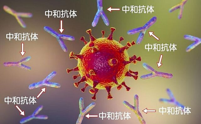 中和抗体とは？抗体検査とPCR検査と抗原検査の違い！気になったので調べてみました